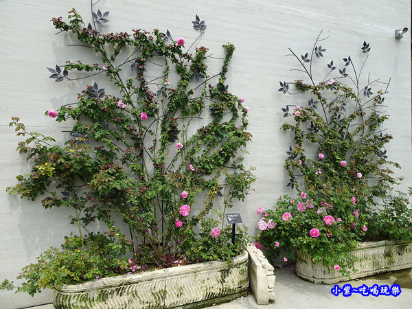 苗栗-雅聞七里香玫瑰森林 (36).jpg