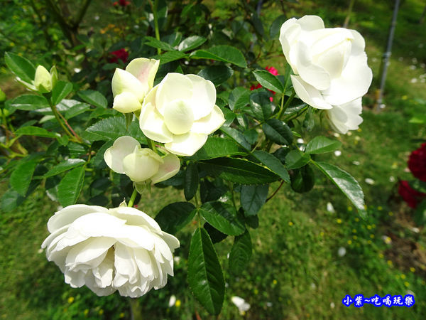 苗栗-雅聞七里香玫瑰森林 (30).jpg