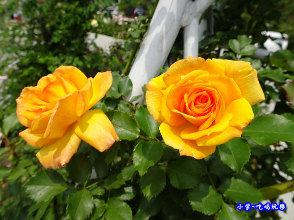 苗栗-雅聞七里香玫瑰森林 (35).jpg