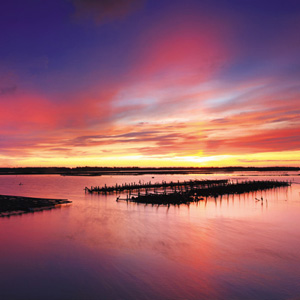 好美寮自然生態保護區