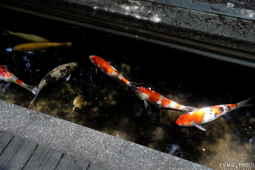 台中市南屯區美翻天!滿滿綠意環繞 森林系唯美玻璃屋城市秘境|The Cafe By 想台中(台中南屯約會餐廳推薦)