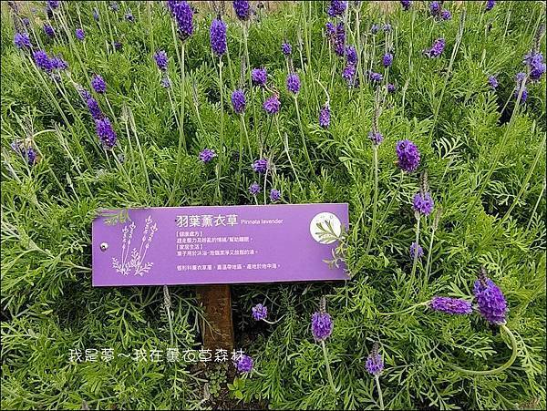 薰衣草森林18.jpg