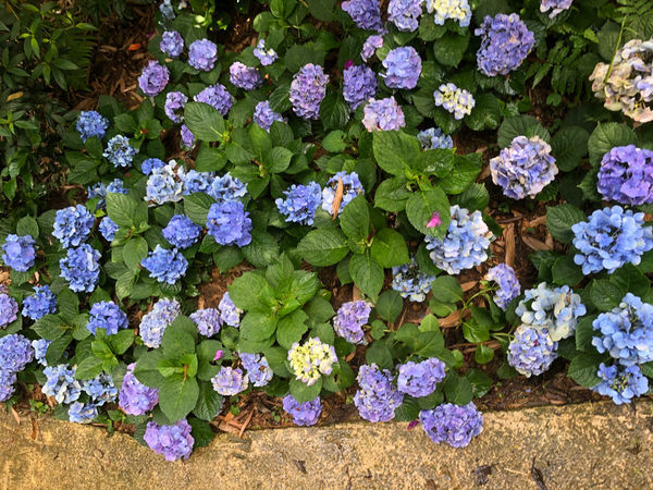 薰衣草森林新竹尖石店 / 繡球花 / 花季 / 新竹踏青景點