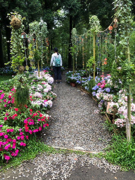 薰衣草森林新竹尖石店 / 繡球花 / 花季 / 新竹踏青景點