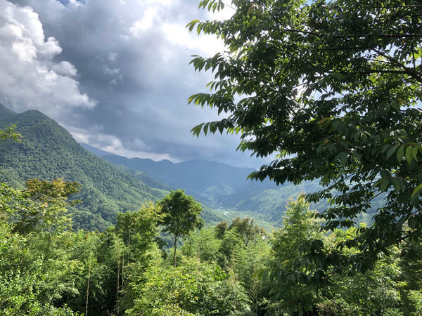 薰衣草森林新竹尖石店 / 繡球花 / 花季 / 新竹踏青景點
