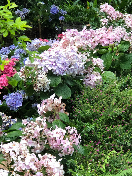 薰衣草森林新竹尖石店 / 繡球花 / 花季 / 新竹踏青景點