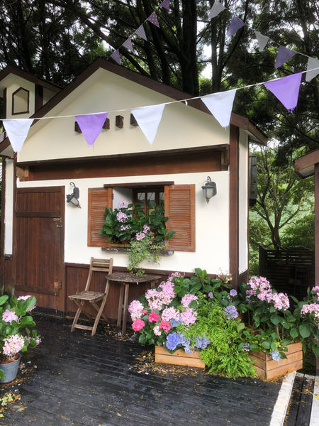 薰衣草森林新竹尖石店 / 繡球花 / 花季 / 新竹踏青景點