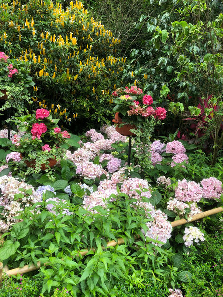 薰衣草森林新竹尖石店 / 繡球花 / 花季 / 新竹踏青景點