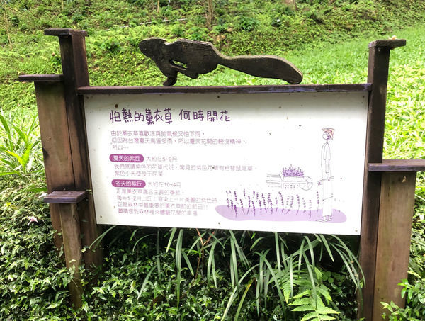 薰衣草森林新竹尖石店 / 繡球花 / 花季 / 新竹踏青景點