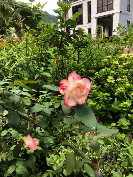 薰衣草森林新竹尖石店 / 繡球花 / 花季 / 新竹踏青景點