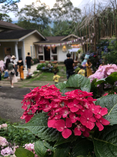 薰衣草森林新竹尖石店 / 繡球花 / 花季 / 新竹踏青景點