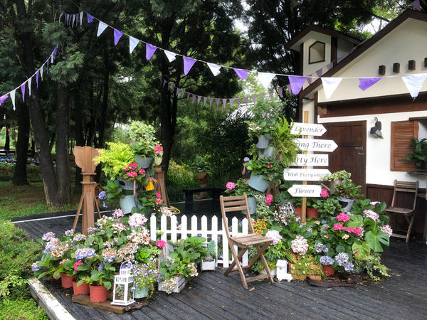 薰衣草森林新竹尖石店 / 繡球花 / 花季 / 新竹踏青景點