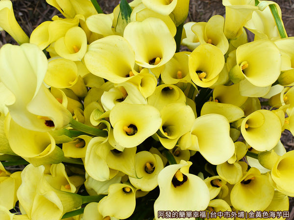 金黃色海芋田16-剛採收的海芋