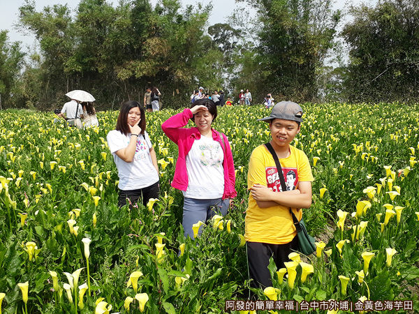 金黃色海芋田06-海芋田中留影