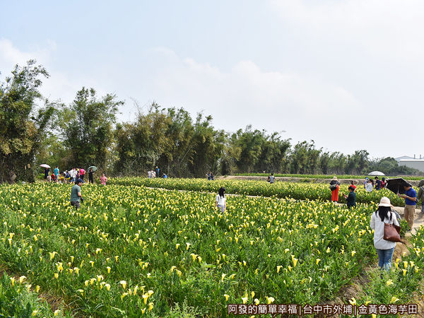金黃色海芋田03-花海面積至少約1千6百平公尺
