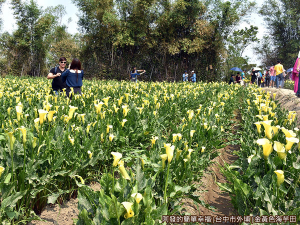金黃色海芋田04-乾地種植