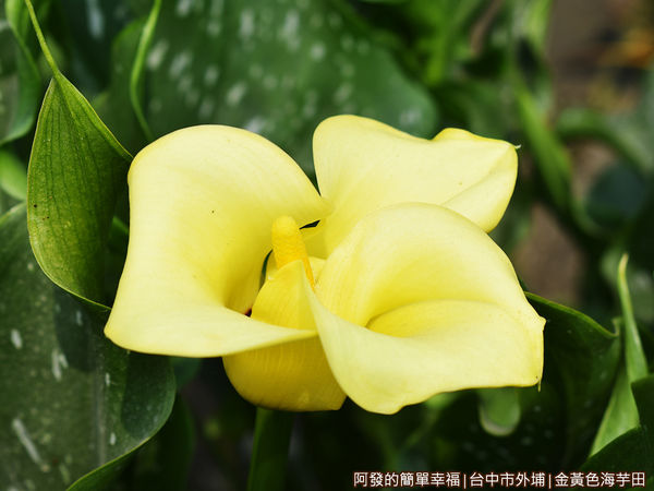 金黃色海芋田10-初綻的黃色海芋