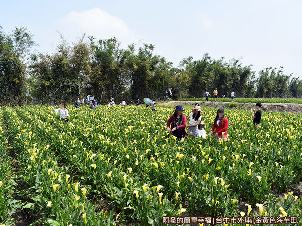 金黃色海芋田08-花田中的人們