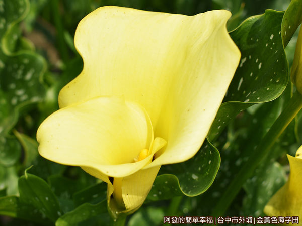 金黃色海芋田11-綻放的黃色海芋