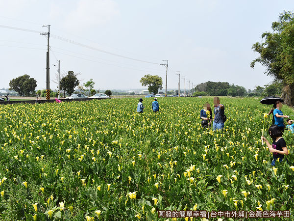 金黃色海芋田13-車子就沿路靠田邊停放