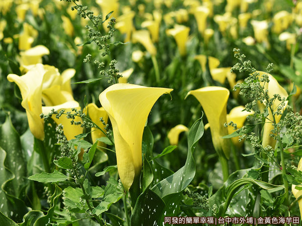 金黃色海芋田09-黃色海芋