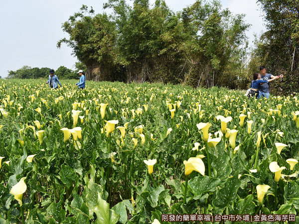 金黃色海芋田07-花叢中尋找好視點