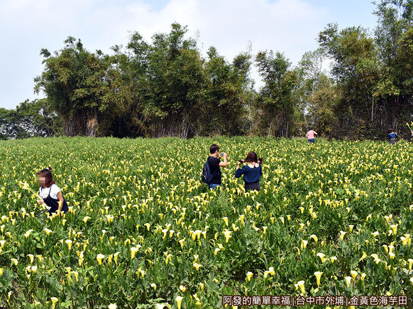 金黃色海芋田05-金黃色花海