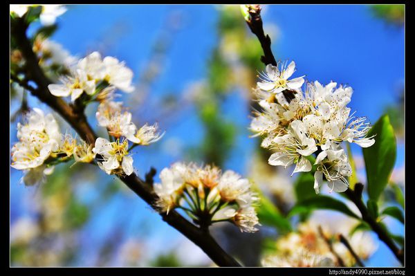 20160306大湖薑麻園21