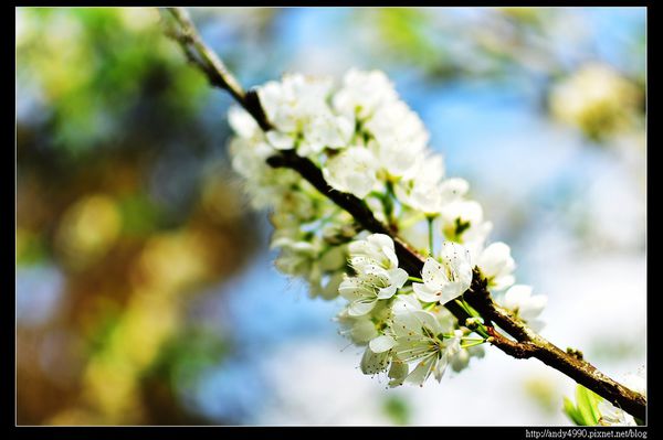 20160306大湖薑麻園13