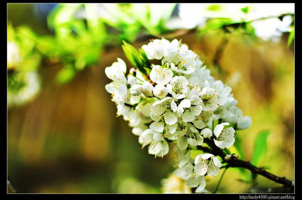 20160306大湖薑麻園19