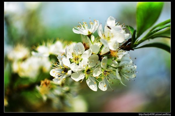 20160306大湖薑麻園17