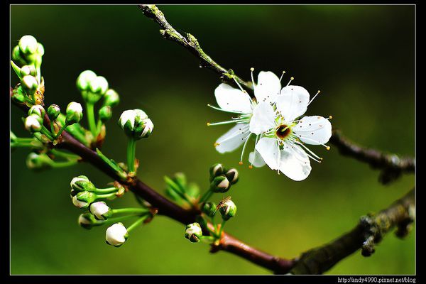 20160306大湖薑麻園10