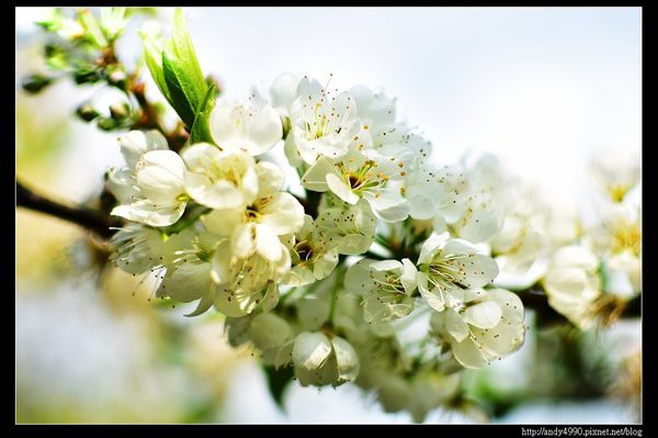 20160306大湖薑麻園14