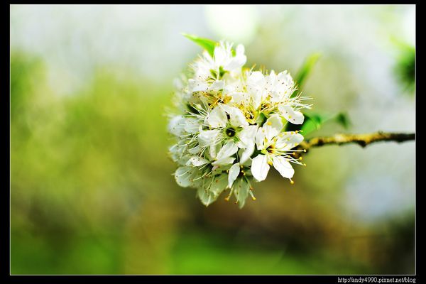 20160306大湖薑麻園9
