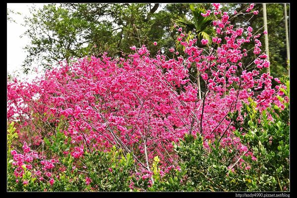 20160306大湖薑麻園1