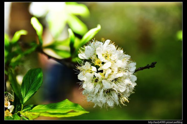 20160306大湖薑麻園6