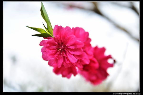 20160306大湖薑麻園3