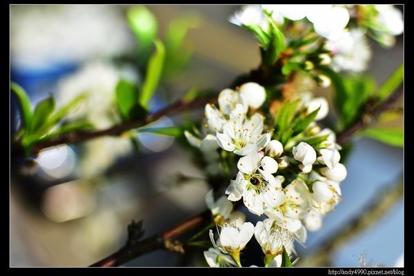 20160306大湖薑麻園7