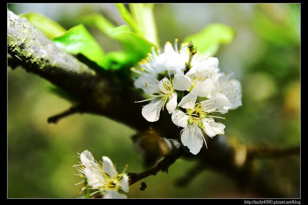 20160306大湖薑麻園4