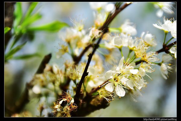 20160306大湖薑麻園5