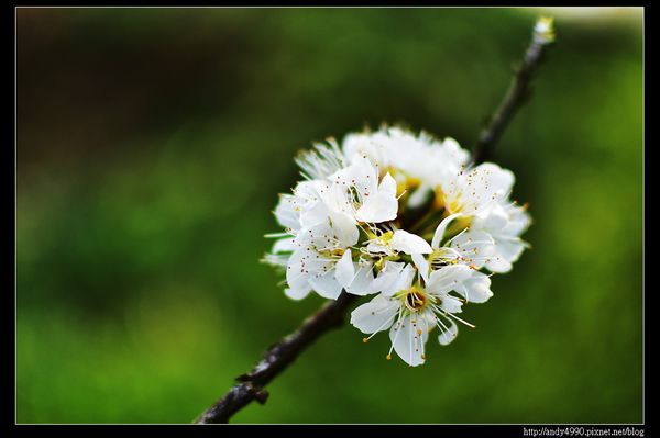 20160306大湖薑麻園20