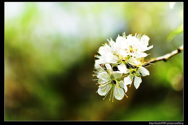 20160306大湖薑麻園15