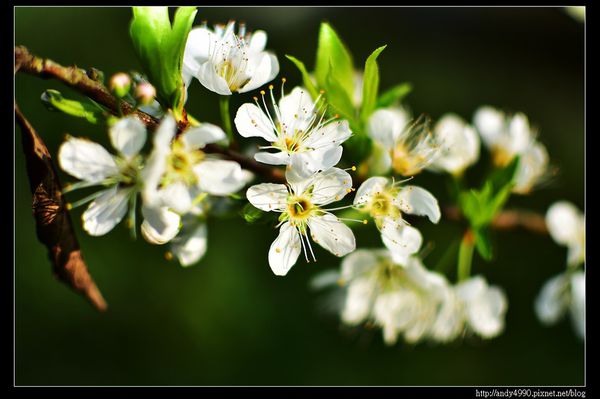 20160306大湖薑麻園16
