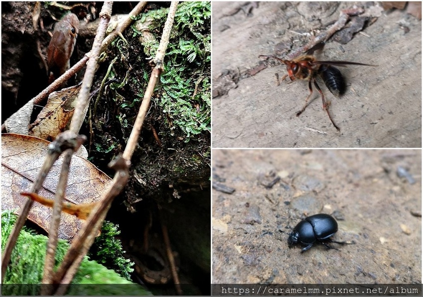 60 特富野古道 生態.jpg 60 特富野古道 生態.jpg
