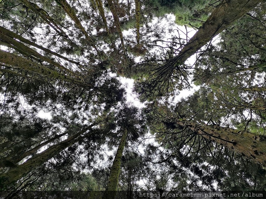 22 特富野古道 樹林.jpg 22 特富野古道 樹林.jpg
