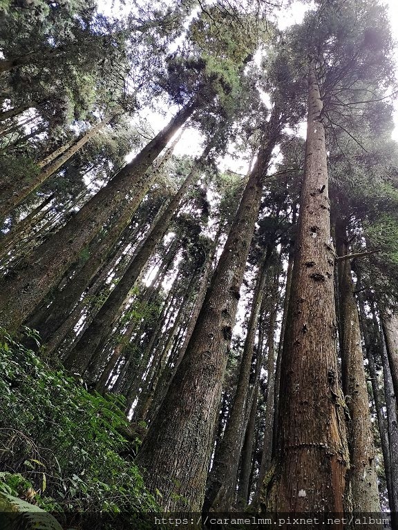 06 特富野古道.jpg 06 特富野古道.jpg
