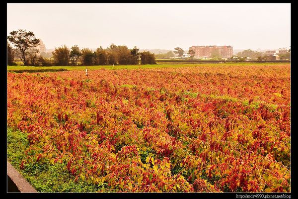 20151227桃園八德霄裡大池落羽松11