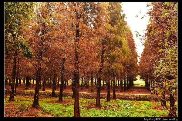 20151227桃園八德霄裡大池落羽松5