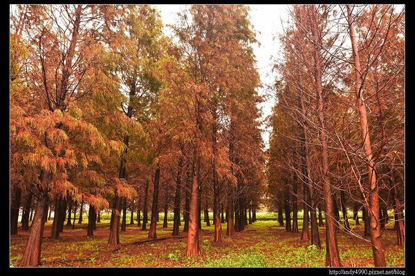 20151227桃園八德霄裡大池落羽松10