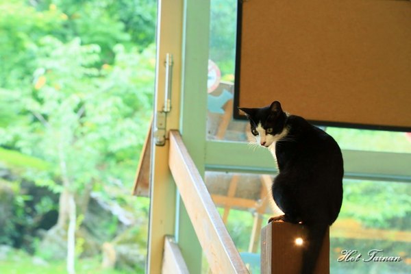 貓尾巴咖啡館：【花蓮美食】鯉魚潭旁的療癒貓咖啡店，看山望海的好去處：貓尾巴咖啡